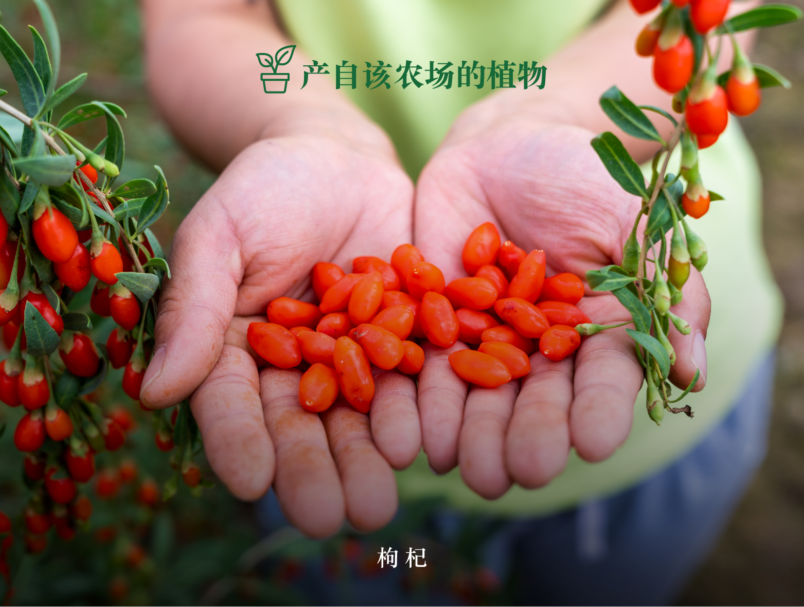 农场页_画板 1 副本 15.jpg