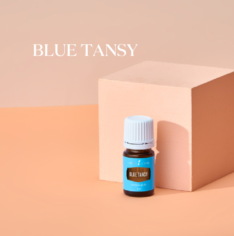 蓝艾菊 Blue Tansy