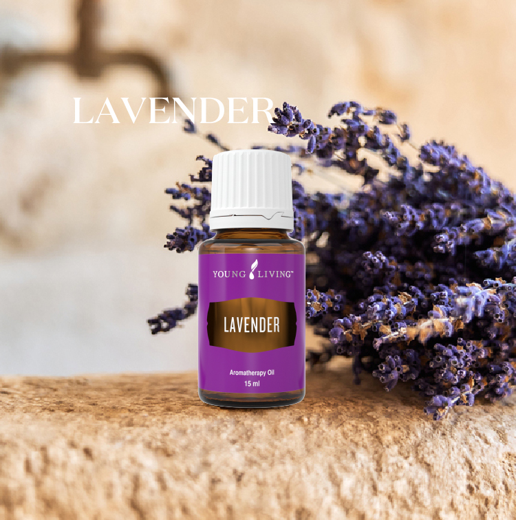 薰衣草 Lavender