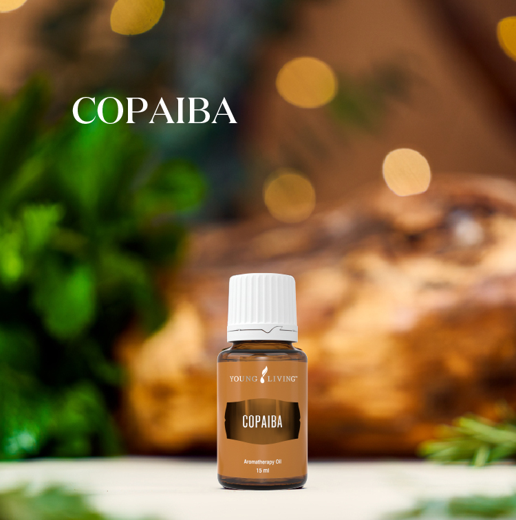 苦配巴 Copaiba