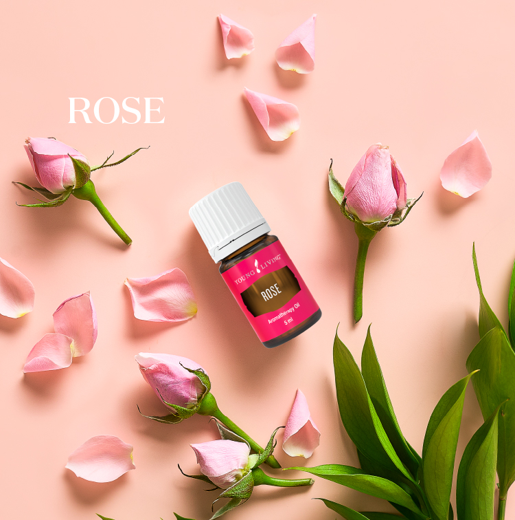 玫瑰 Rose