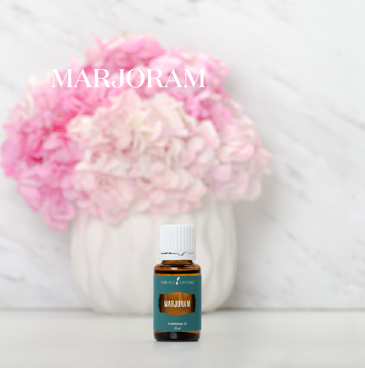 马郁兰 Marjoram