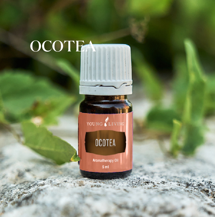 奥寇梯木 Ocotea