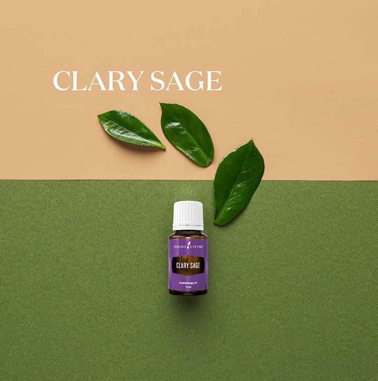 快乐鼠尾草 ClarySage