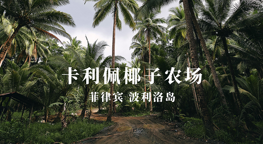 菲律宾卡利佩椰子农场