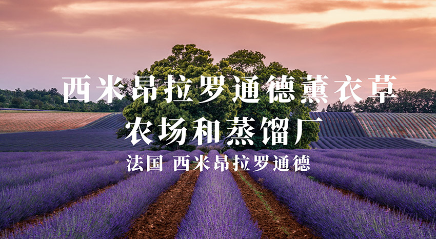 法国Simiane-la-Rotonde 西米昂拉罗通德薰衣草农场和蒸馏工厂