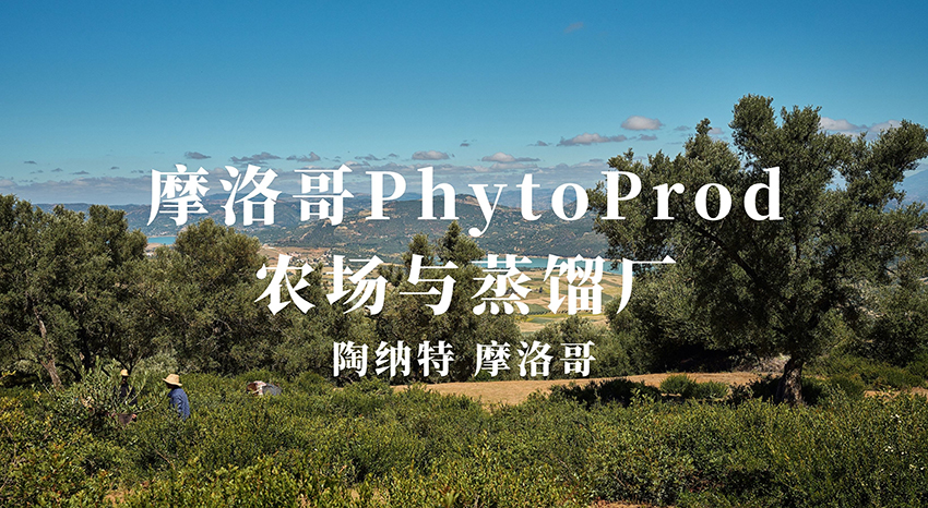 摩洛哥PhytoProd农场和蒸馏厂