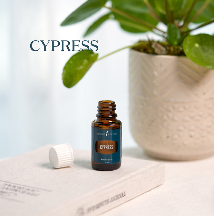 丝柏 Cypress