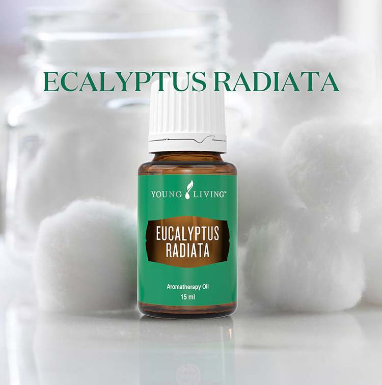 尤加利 Eucalyptus Radiata
