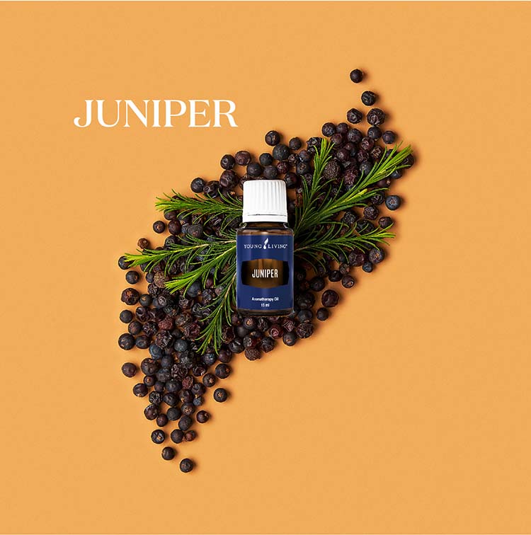 杜松 Juniper