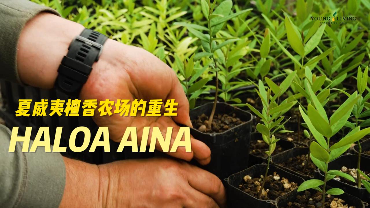 千年土地的重生:夏威夷檀香林的回归之路